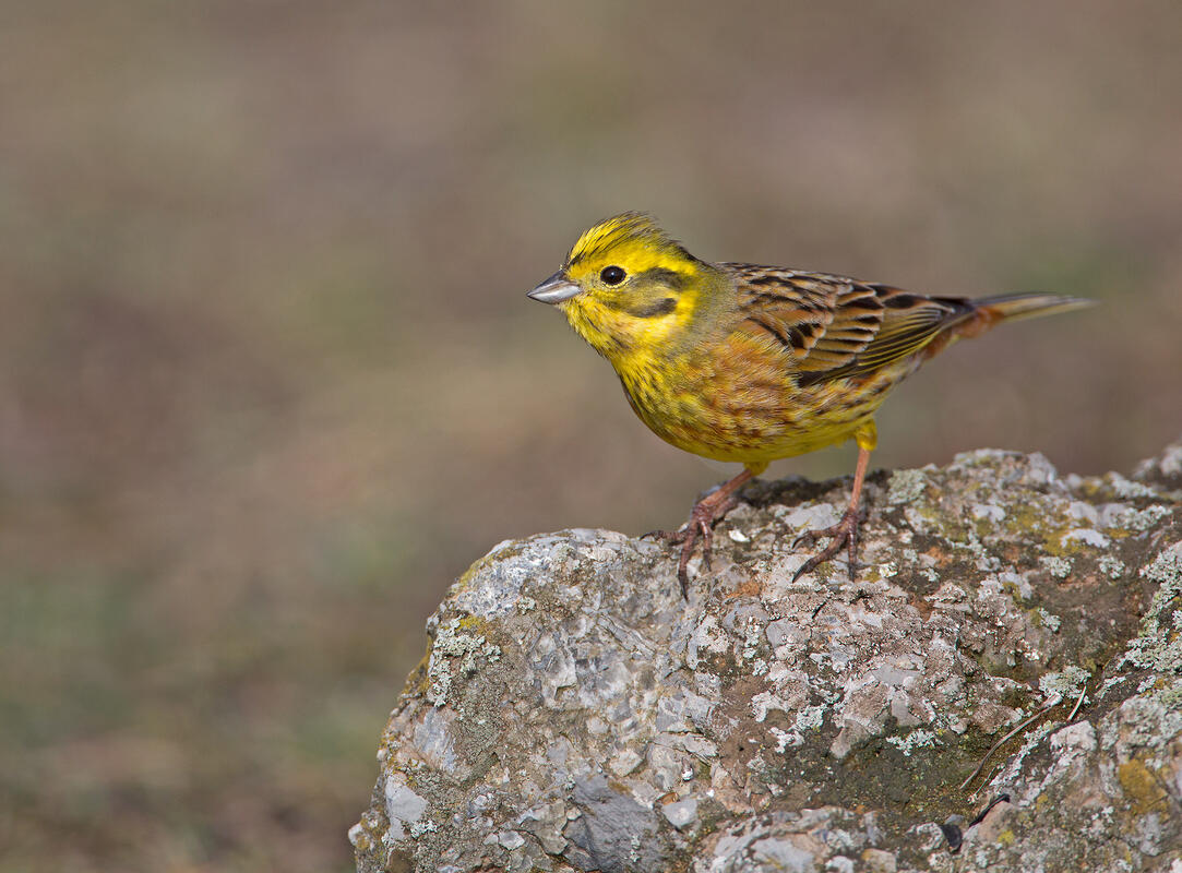 Yellowhammer /Emberiza citrinella/