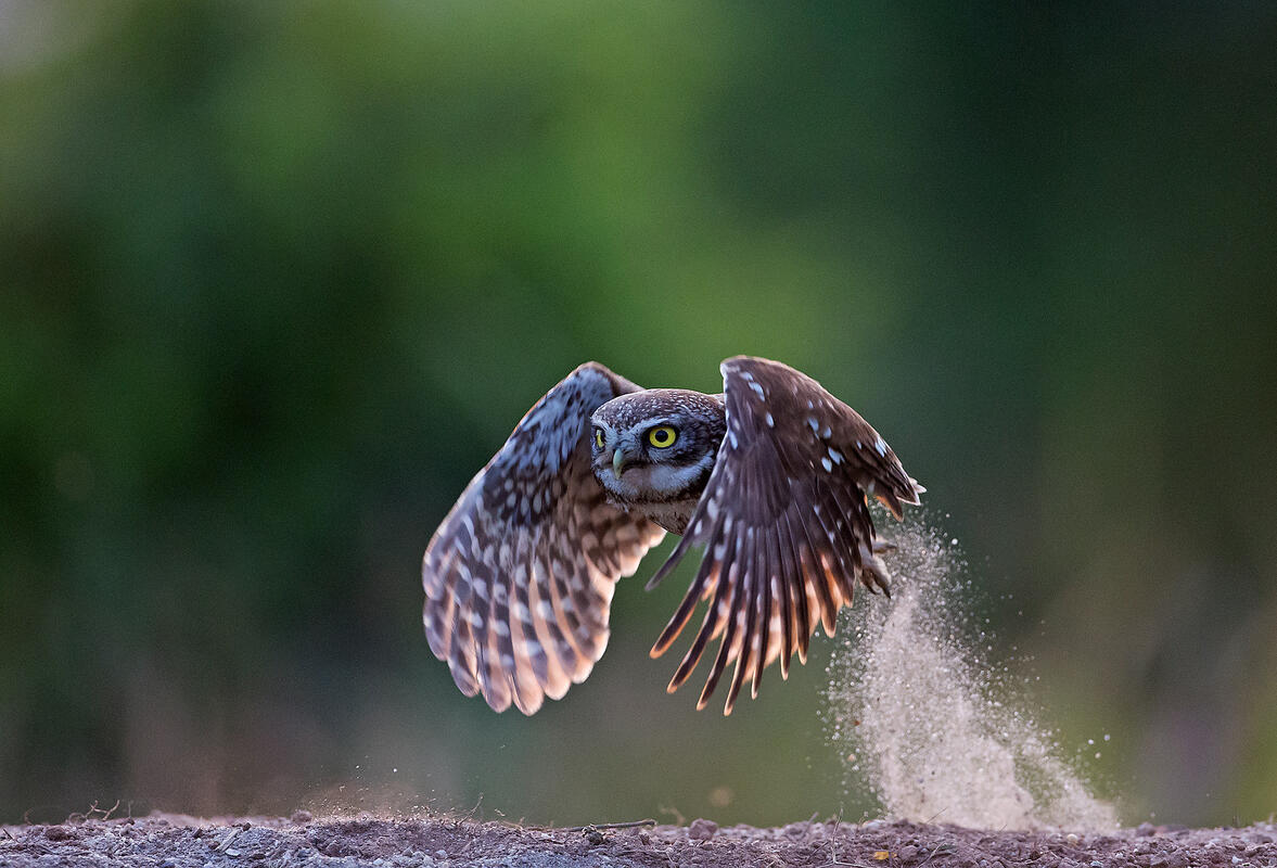 little owl (Athene noctua)