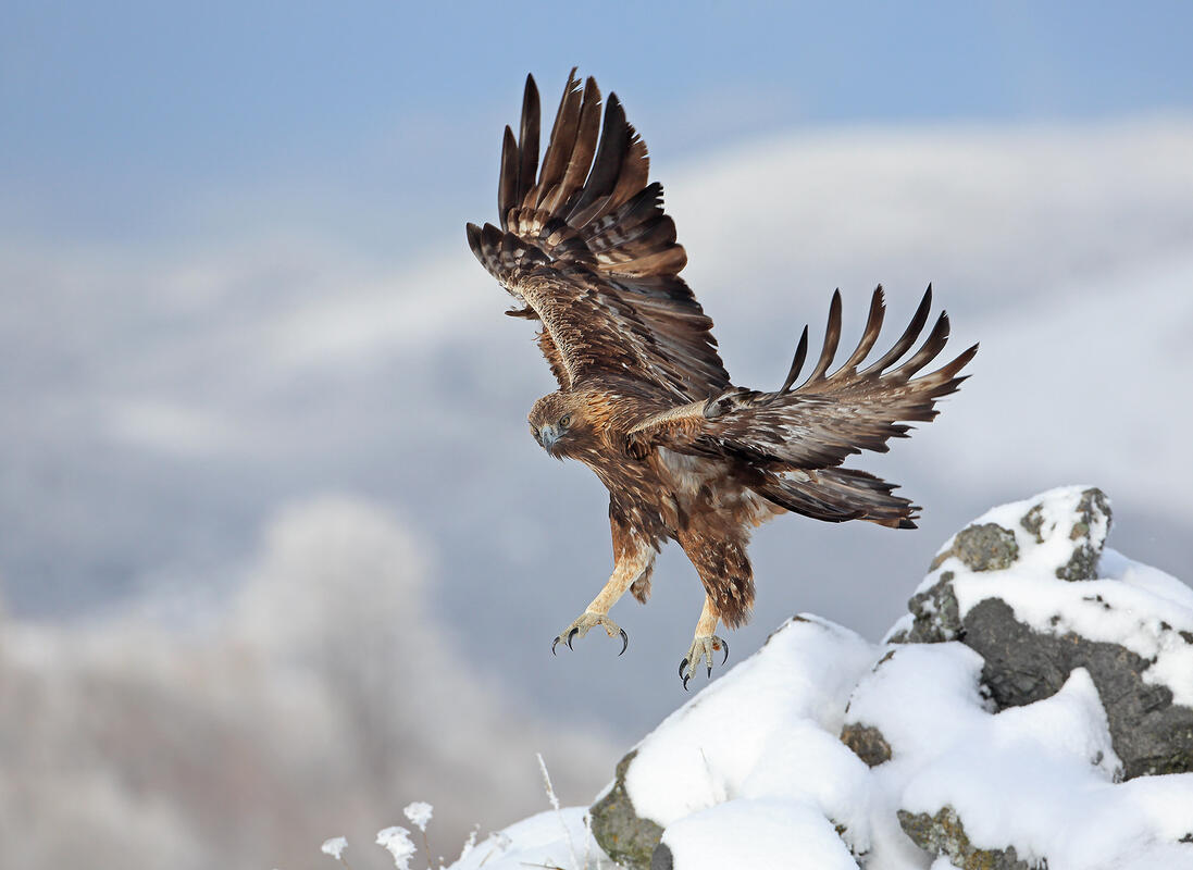 Golden Eagle /Aquila chrysaetos/