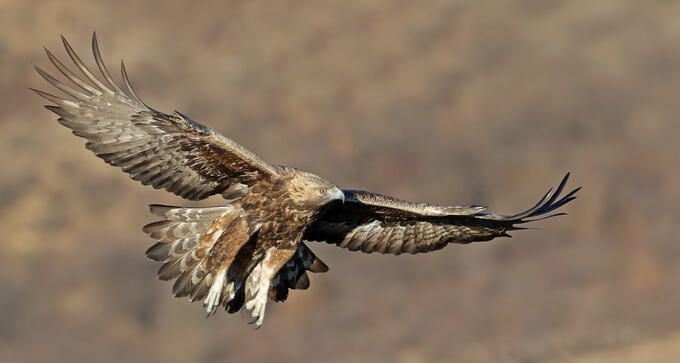 Golden Eagle