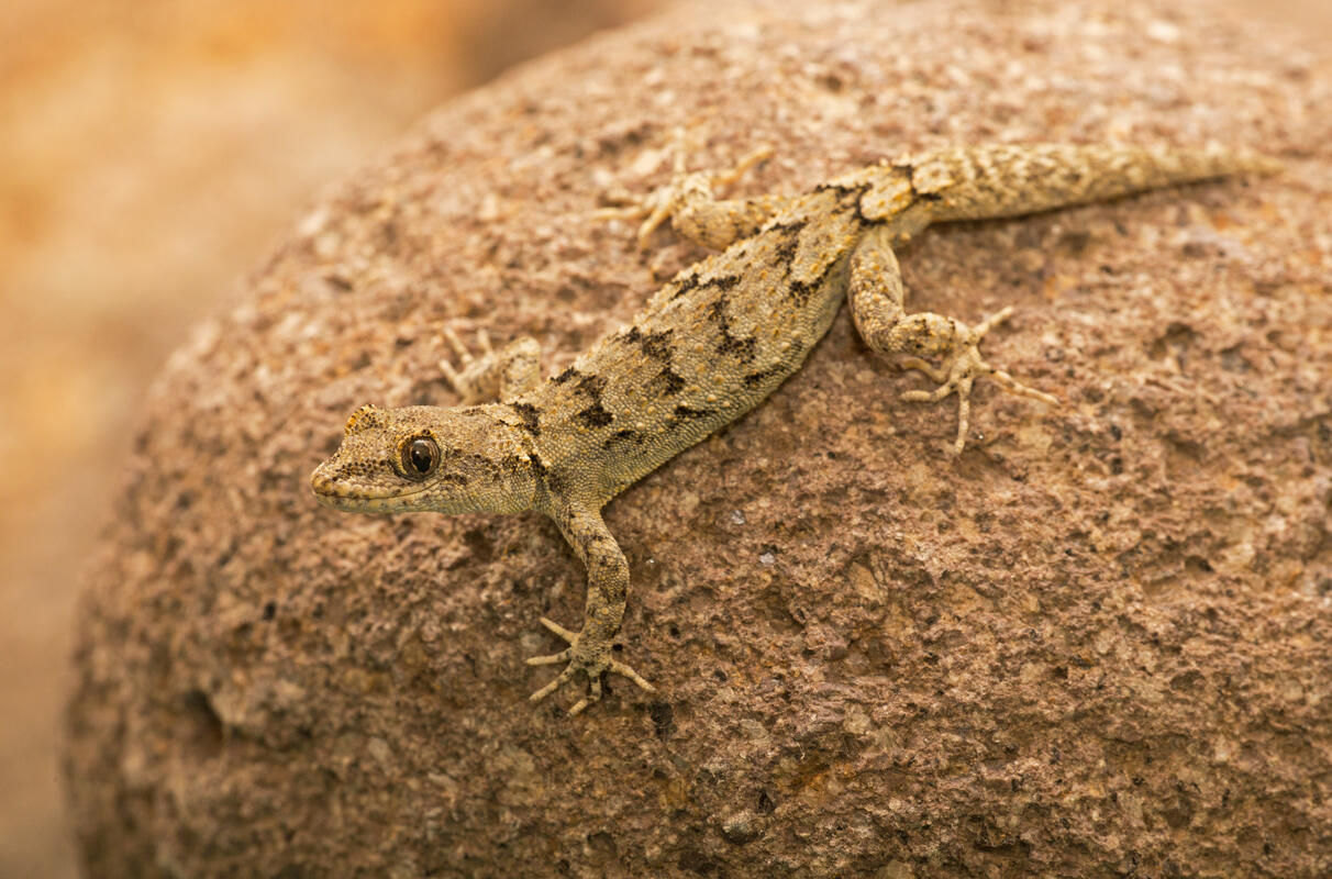 Kotschy's Gecko /Cyrtopodion kotschyi/