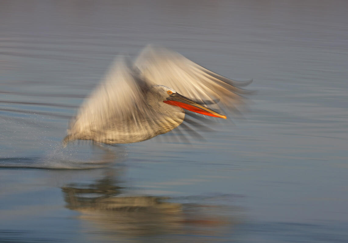 Dalmatian Pelican / Pelicanus crispus/