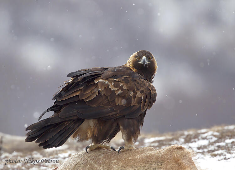 Nikos Petrou, Golden eagle