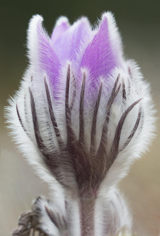 Pulsatilla halleri