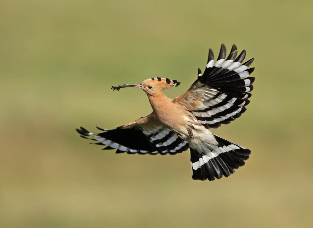 Hoopoe /Upupa epops/