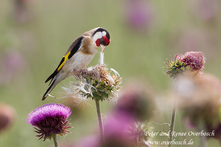 Renee Overbosch,  Goldfinch