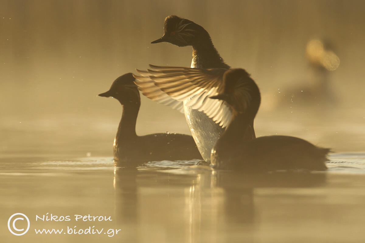 Nikos Petrou, Black-necked Grebe