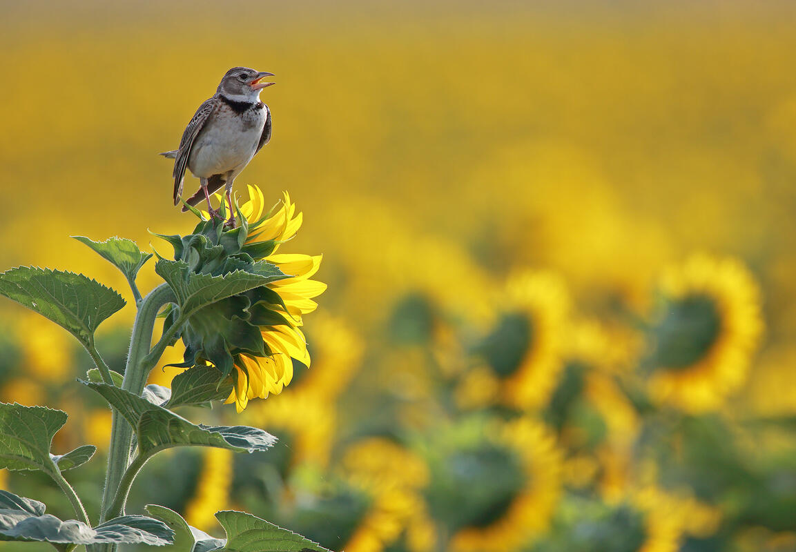 Calandra Lark /Melanocorypha calandra/