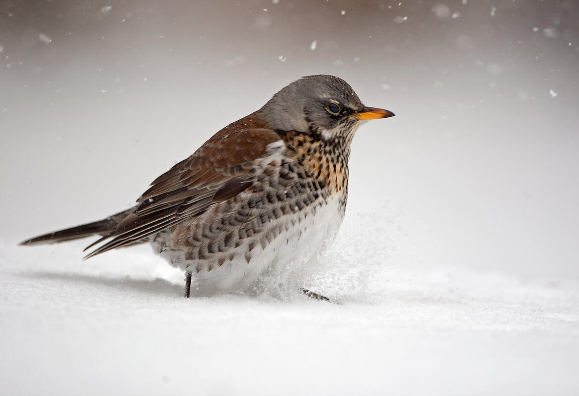 Fieldfare /Turdus pilaris/