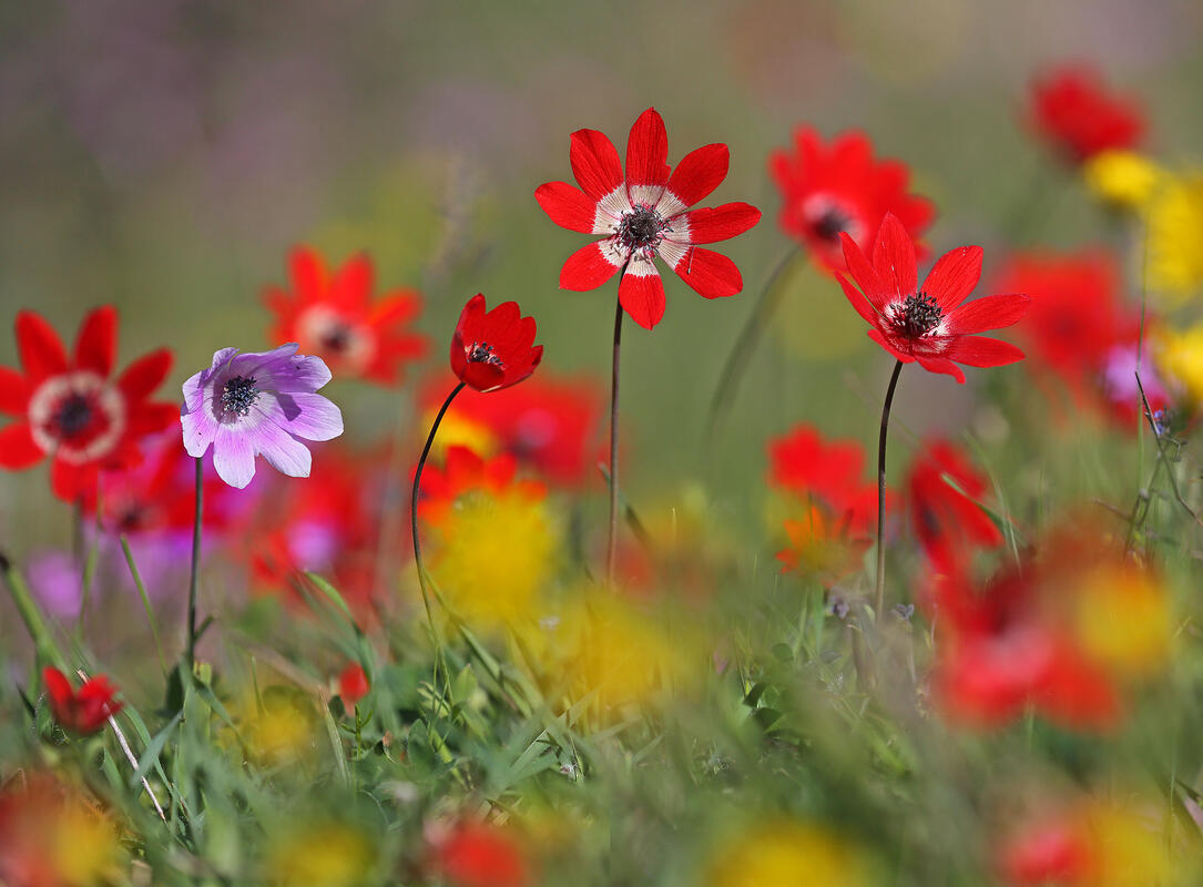 Anemone /Anemone pavonina Lam./