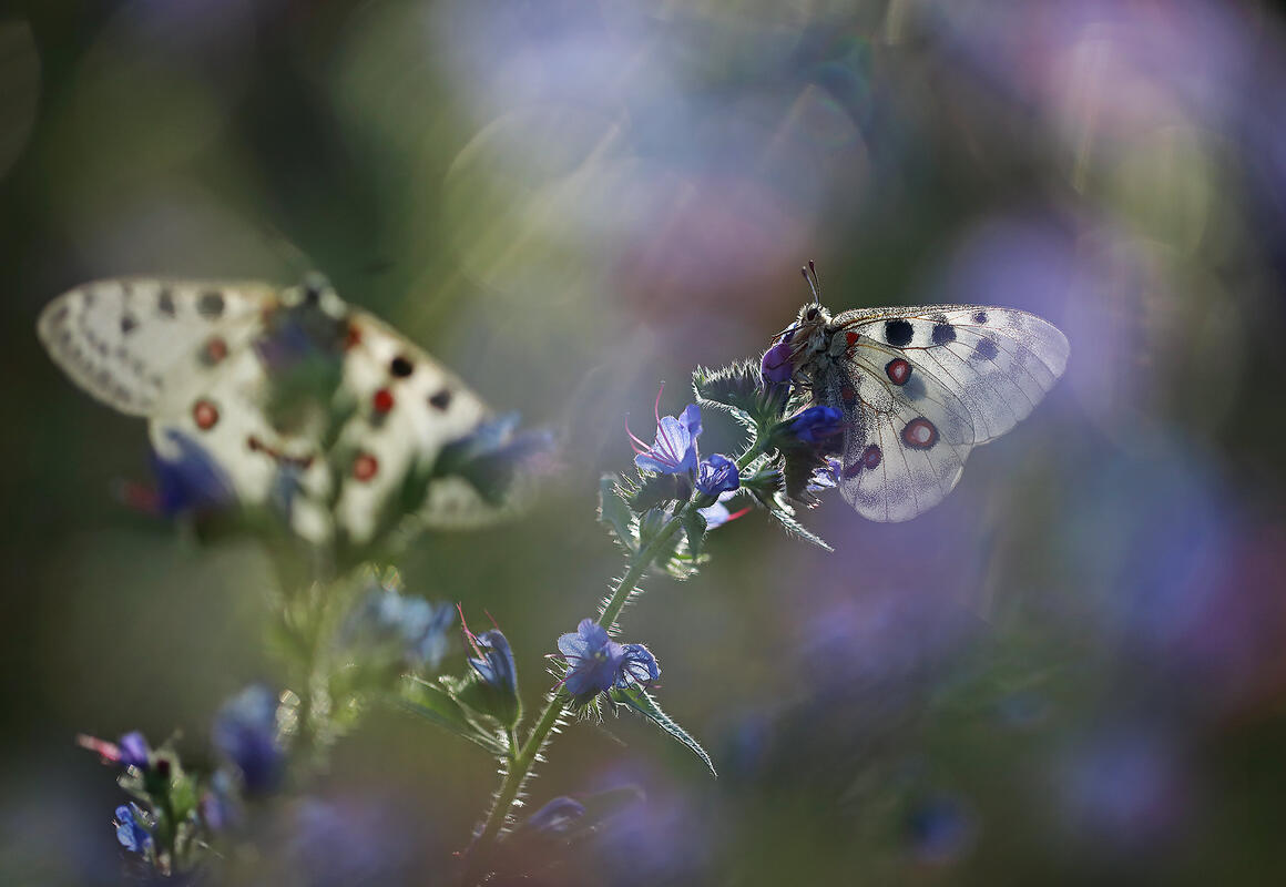 Apollo butterfly 