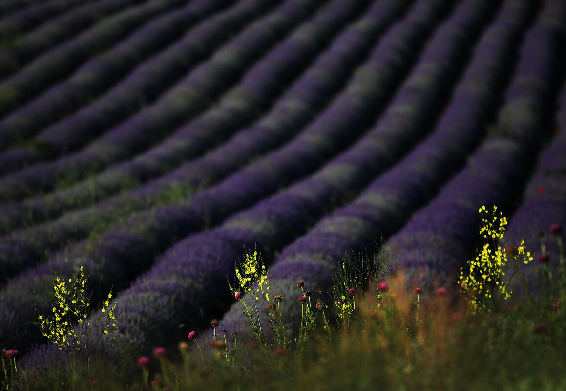 lavanders and more