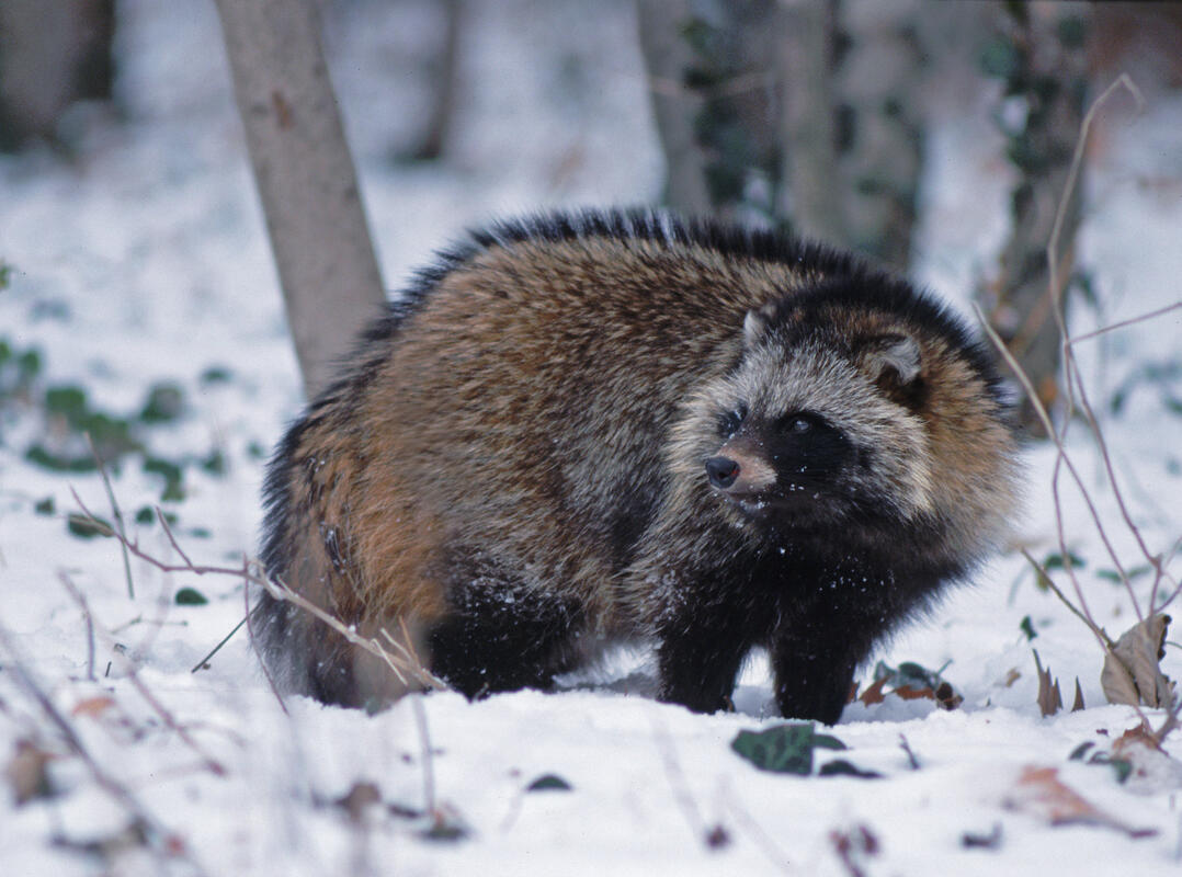 Raccoon Dog / Nictereutes procynoides/