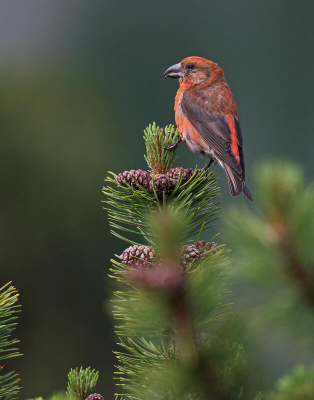 Red crossbill  /Loxia curvirostra/