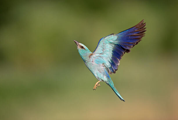 European roller (Coracias garrulus)