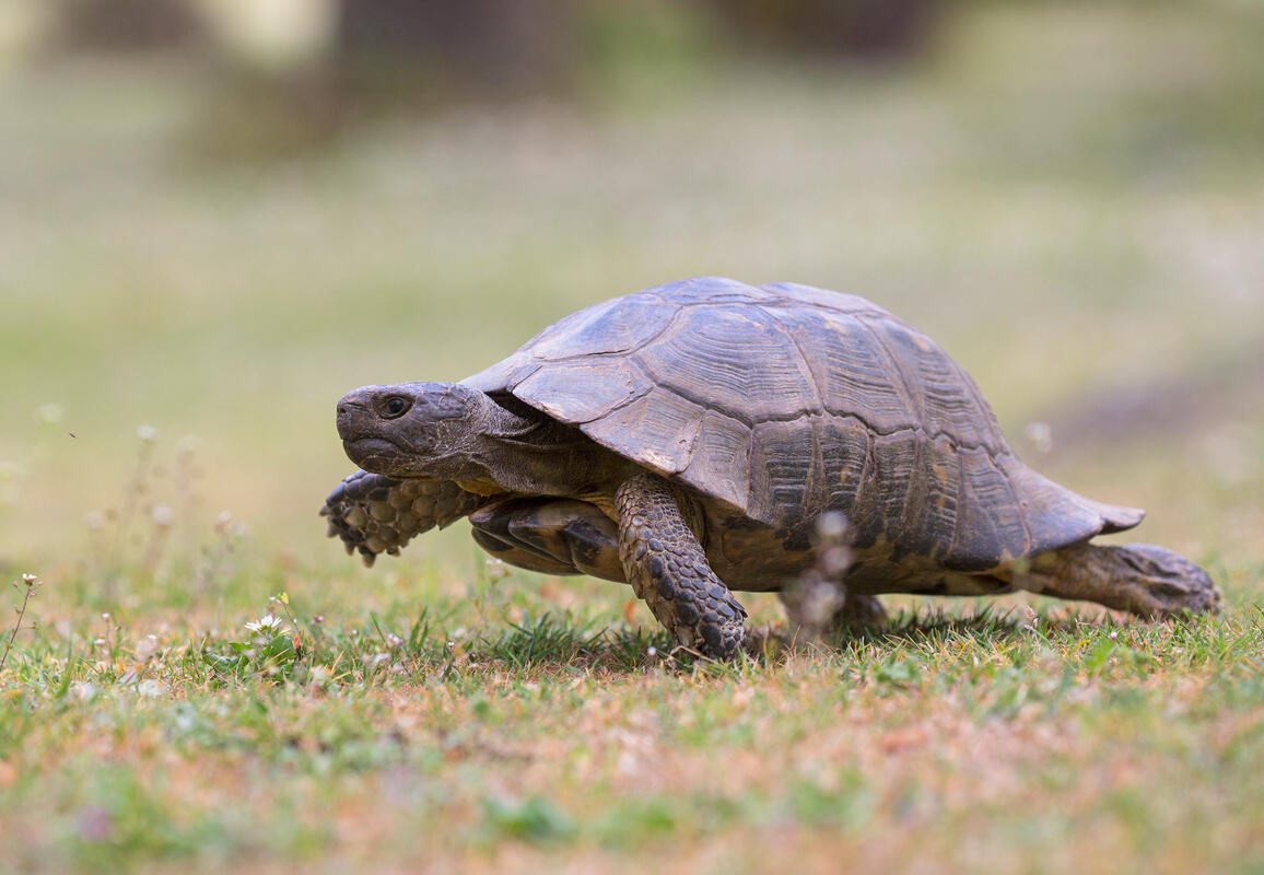 marginated tortoise /Testudo marginata/