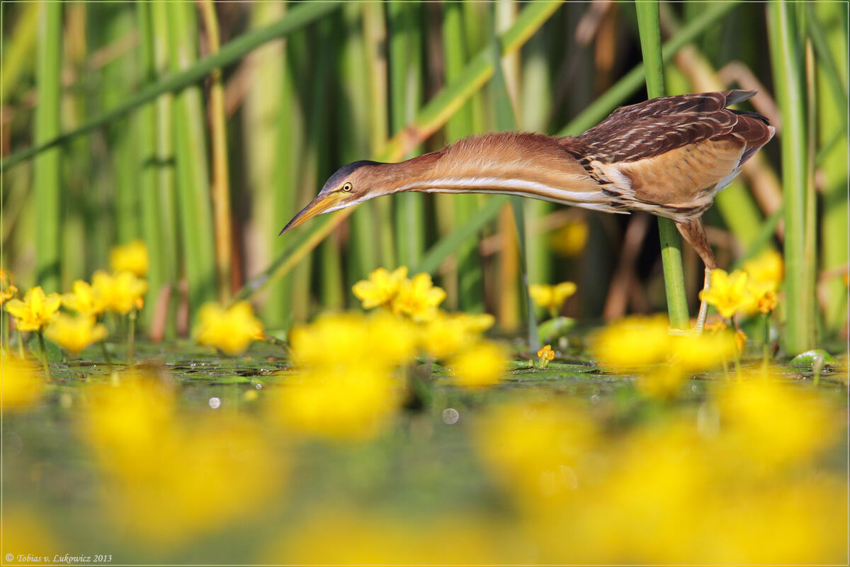 Tobias v. Lukowicz,Little bittern 