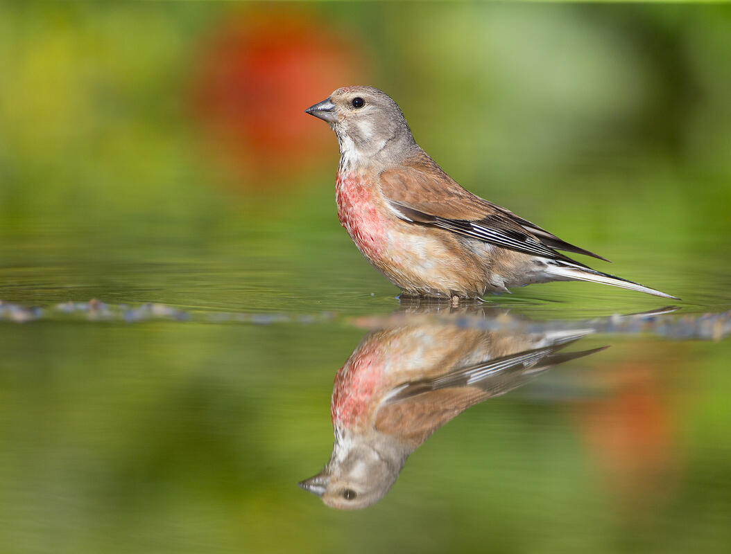 Linnet 