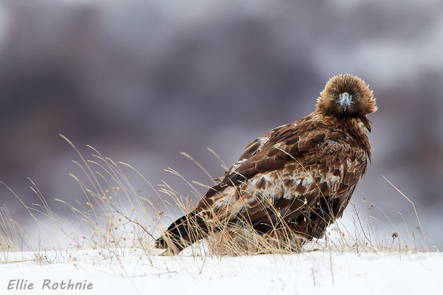 Ellie Rothnie, Golden eagle