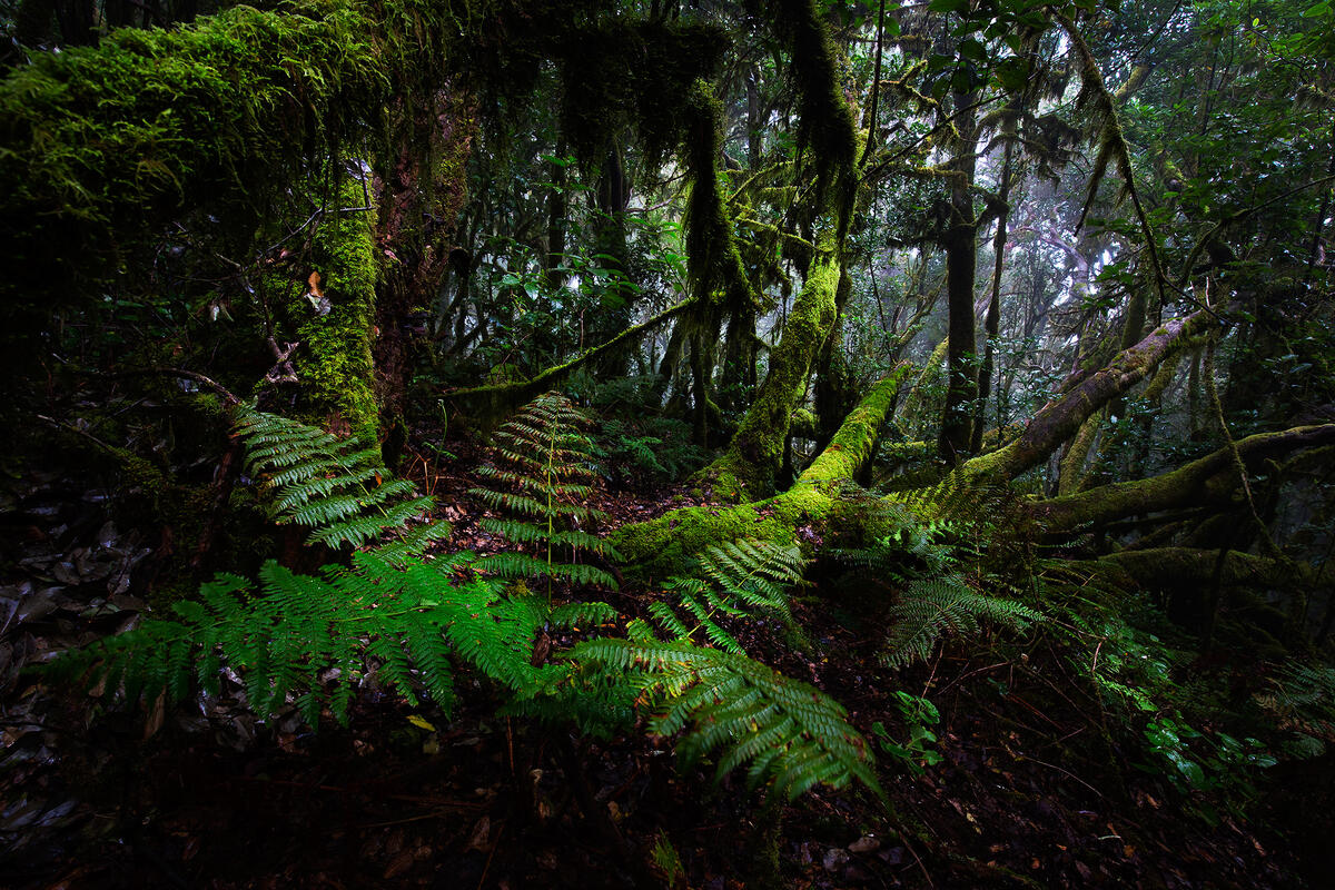 La Gomera, Garajonay National Park 