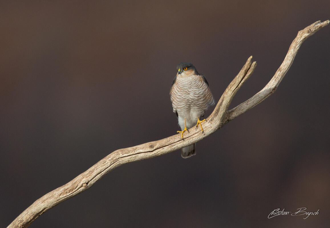 Christian Brysch, sparrowhawk /Accipiter nisus/