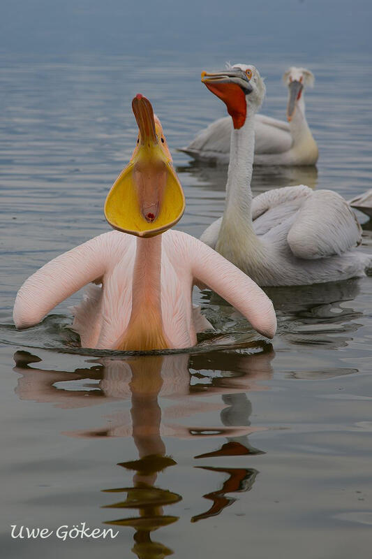 Uwe Göken, Dalmatian and White pelicans