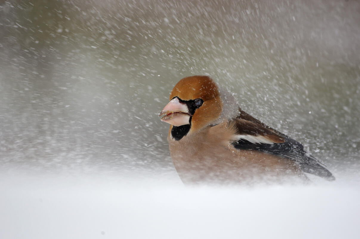 Hawfinch /Coccothraustes coccothraustes/