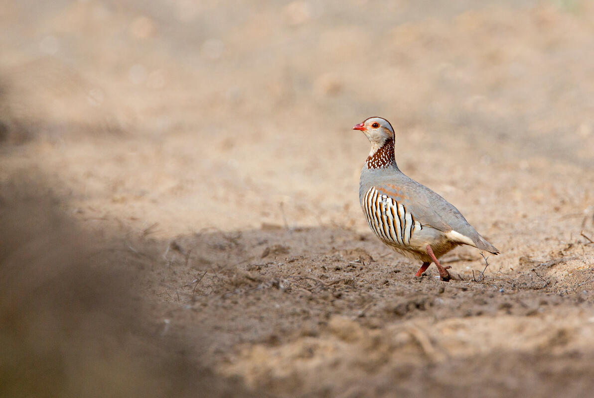 Lanzarote, Barbary partridge