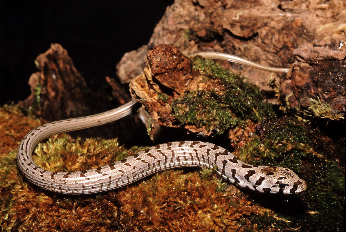 young European Glass Lizard /Ophisaurus apodus/ 