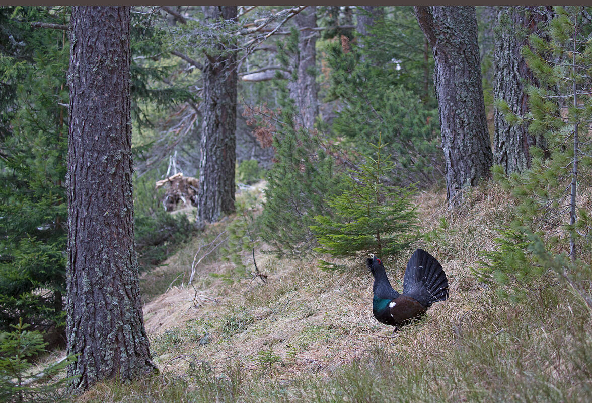 Western capercaillie Tetrao urogallus /Tetrao urogallus/