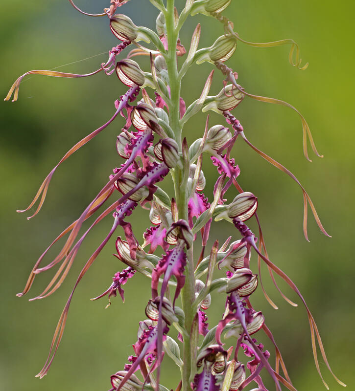 Lizard Orchid /Himantoglossum caprinum