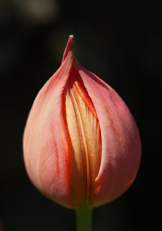 Tulipa thracica