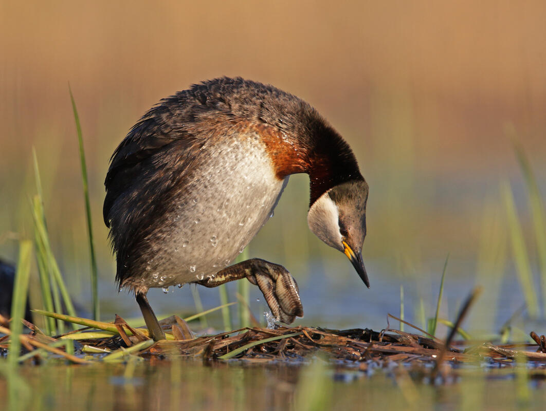 Red-Necked Grebe /Podiceps grisegena /