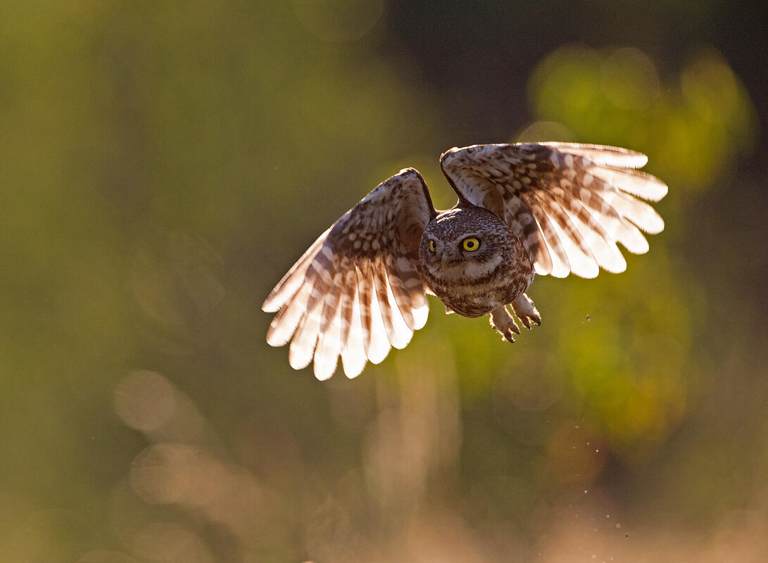 Little owl /Athene noctua