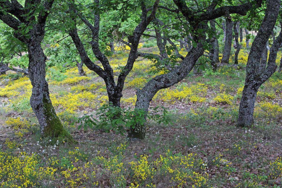 oak forest East Rodopi