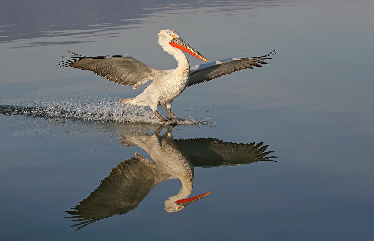 Dalmatian pelican
