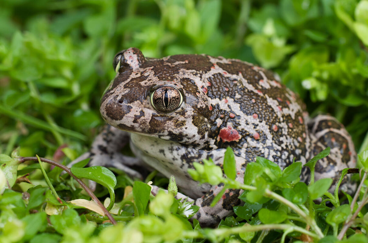 Eastern Spadefoot / Pelobates syriacus/