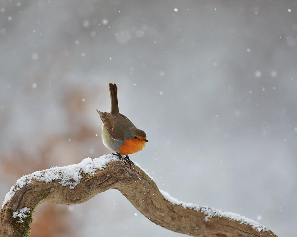 Robin