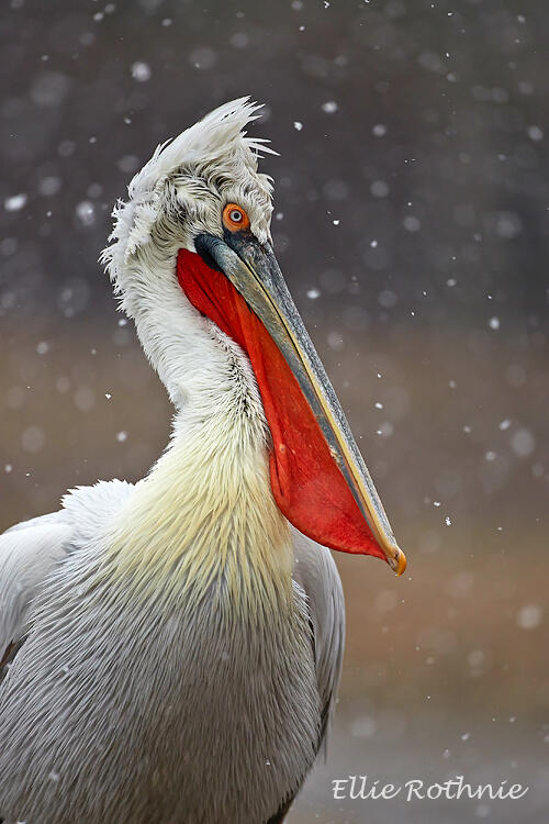 Ellie Rothnie, Dalmatian pelican