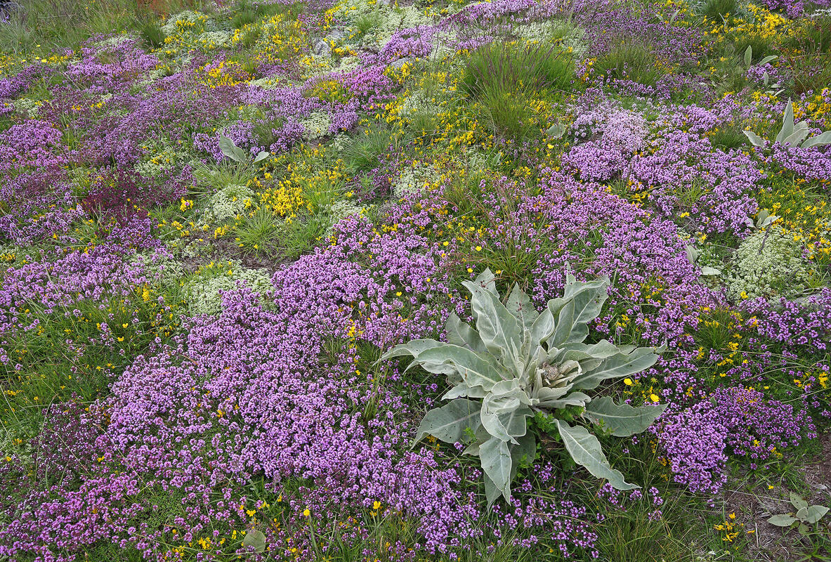 Plants