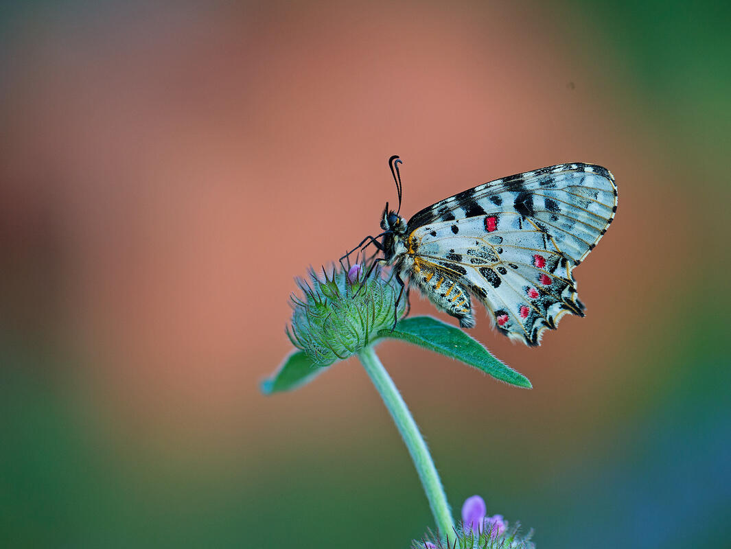 Zerynthia cerisy  ( Eastern festoon)