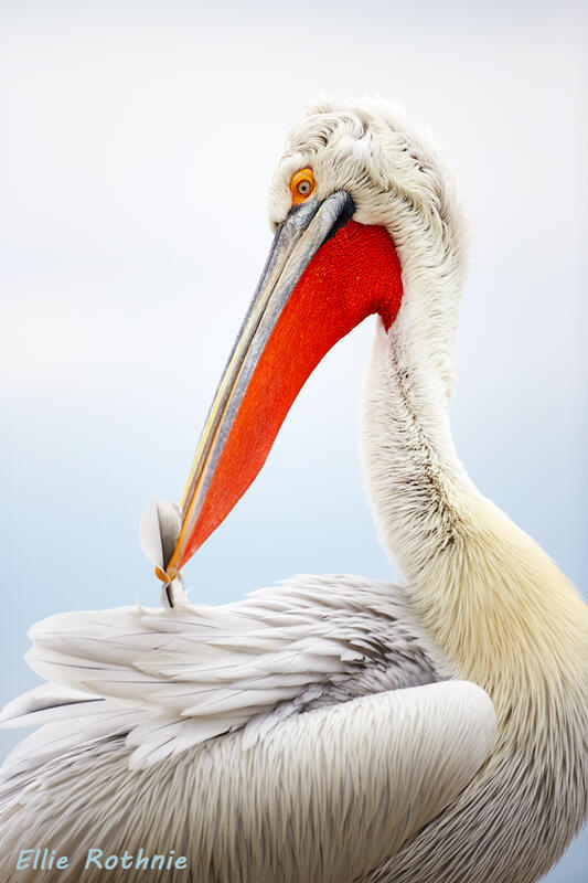 Ellie Rothnie, Dalmatian pelican