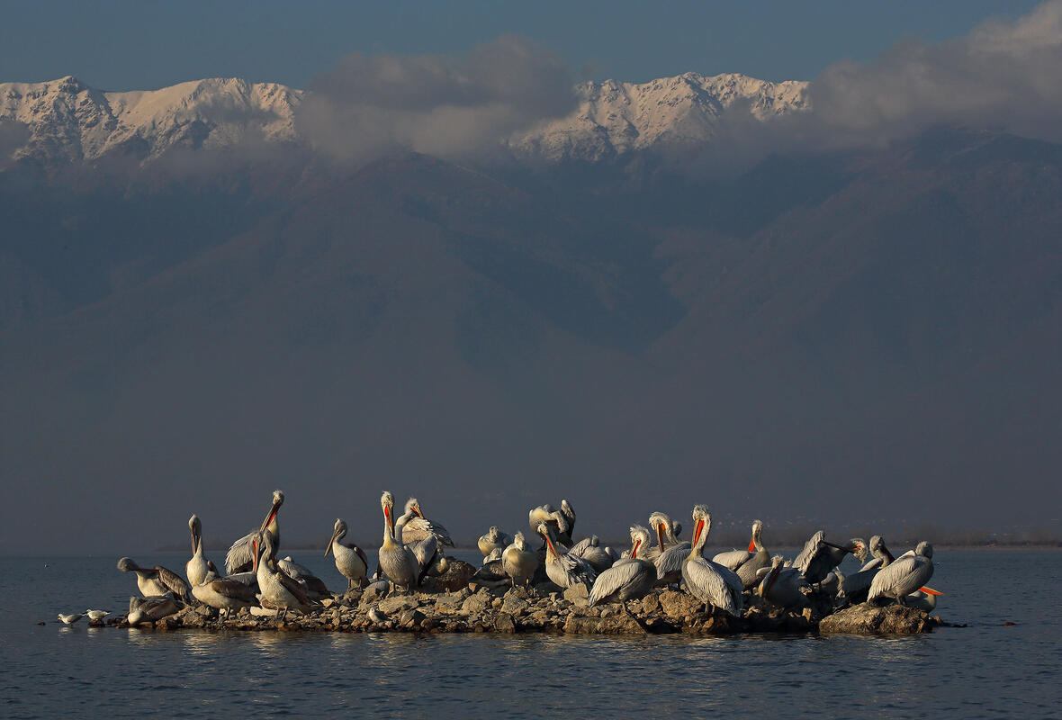 Dalmatians pelican,  Lake Kerkini