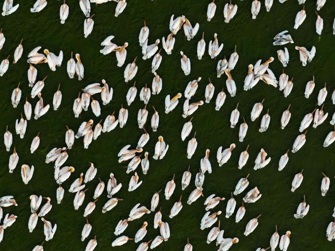 white pelicans 
