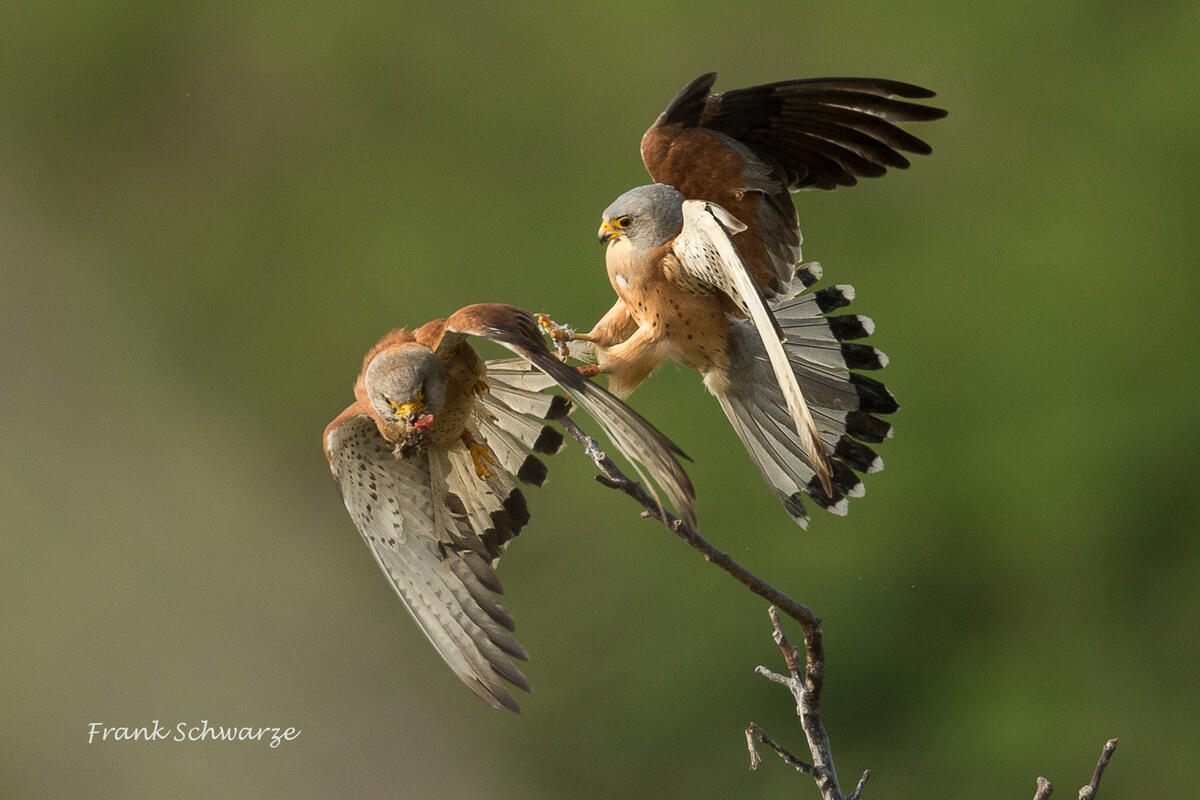 Frank Schwarze, Lesser Kestrel /Falko naumanni/