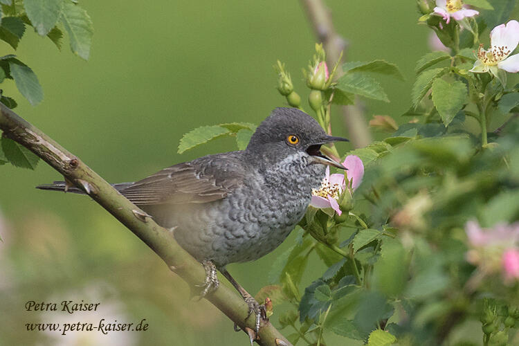 Petra Kaiser,  barred warbler /Silvia nisoria/