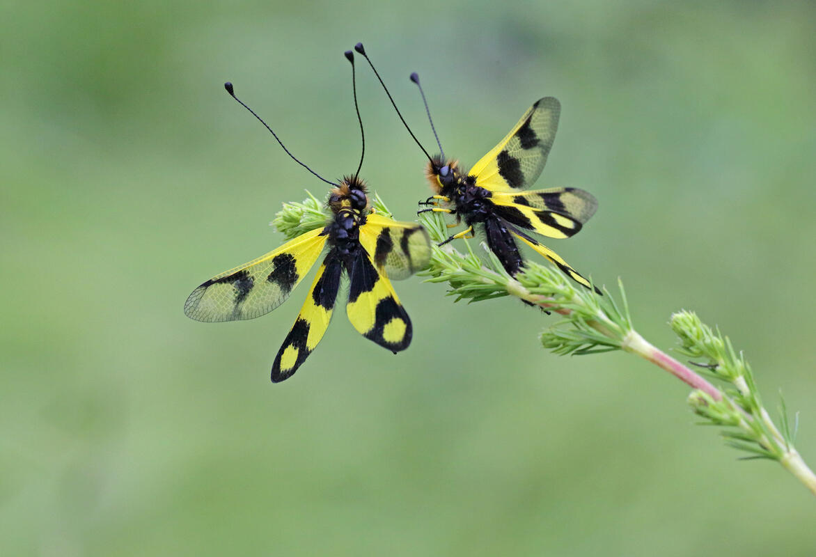 Ascalaphus libelloides macaronius