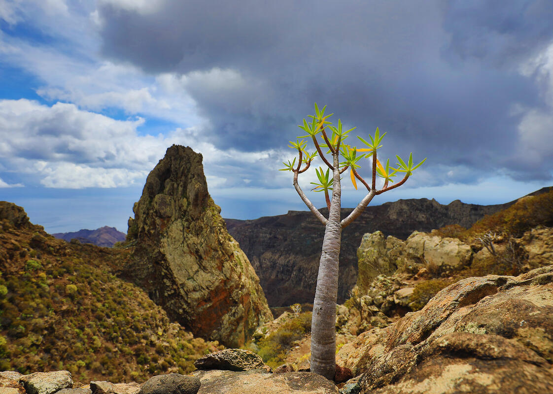 Gomera