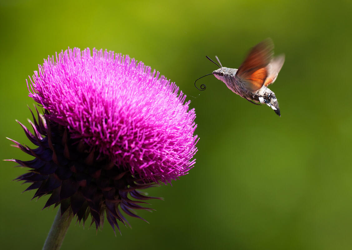 Hummingbird Hawk-moth (Macroglossum stellatarum),