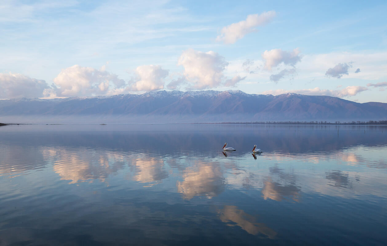 Dalmatians pelican,  Lake Kerkini